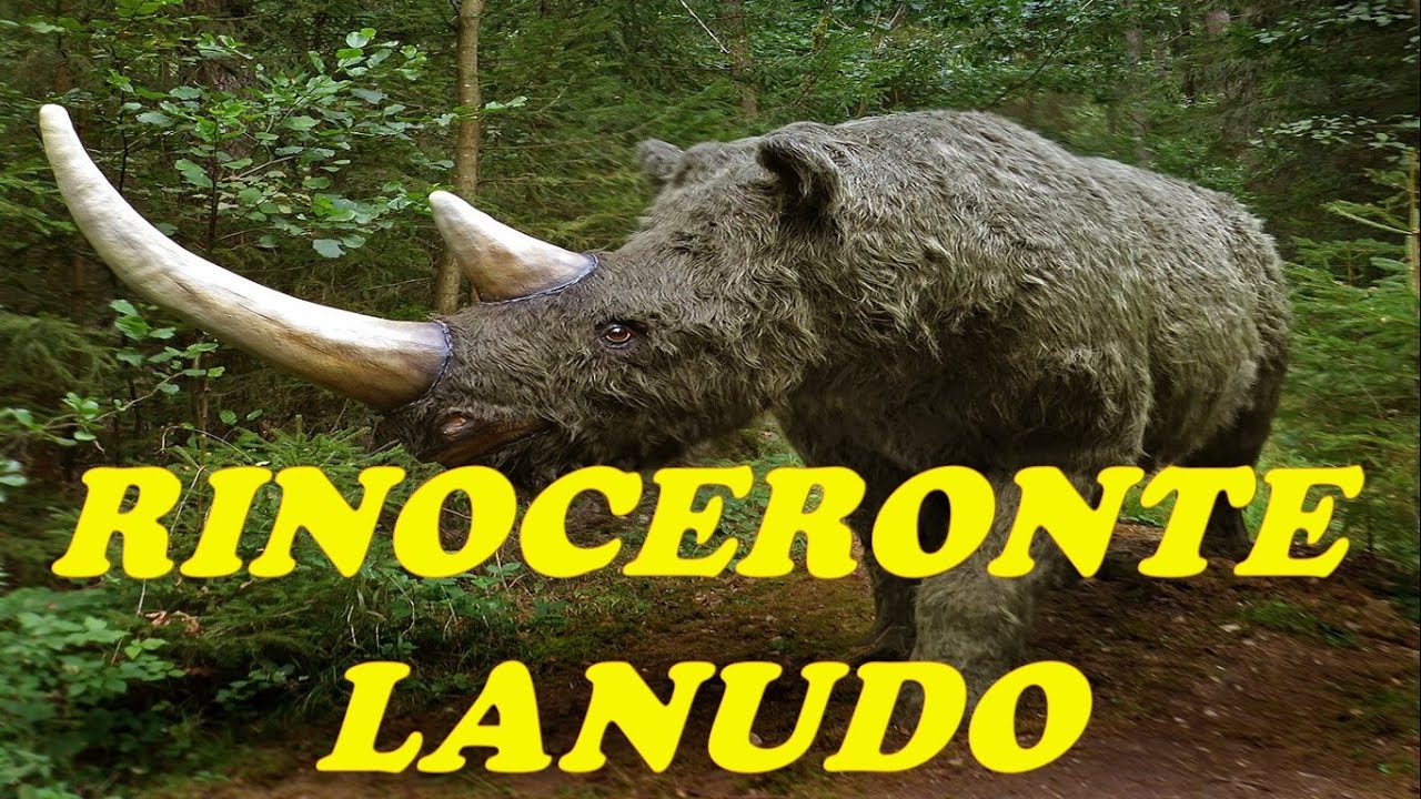 RINOCERONTE LANUDO