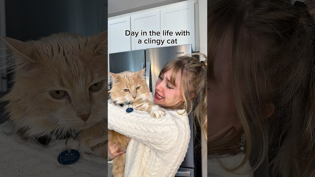 Day in the life with a clingy cat