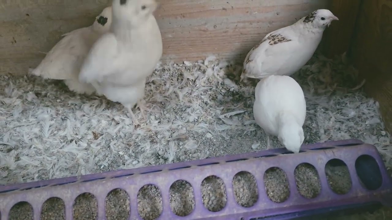 Texas White quails godornise blancas 