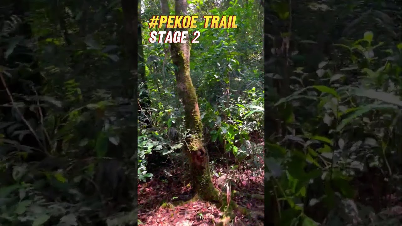 🇱🇰 Exploring Sri Lanka’s Hidden Tea Trails 🌱 | Pekoe Trail Stage 2 | S5