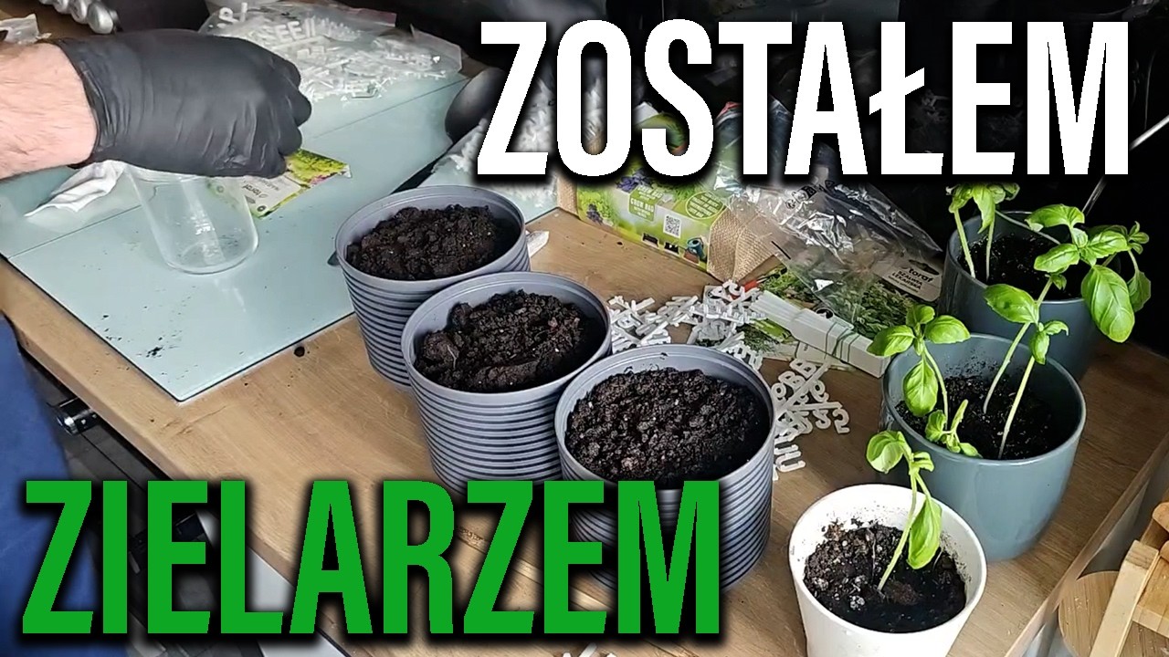 Sadzę pierwsze rośliny kuchenne i zioła - Zielarz Dawid