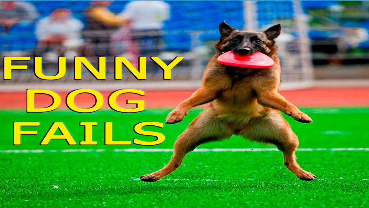 Funny Dogs - Funny Dog Fails - Funny Dogs Compilation - Funny Animals Compilation