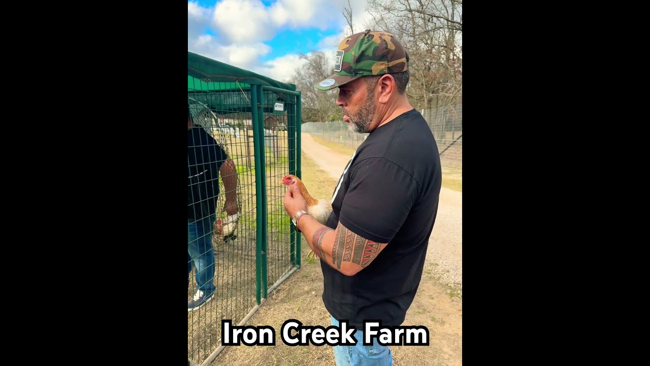 Pollas bluface/asil directas de iron creek Farm Del Se&ntilde;or Alfredo Flores #galleros #rooster #gallos