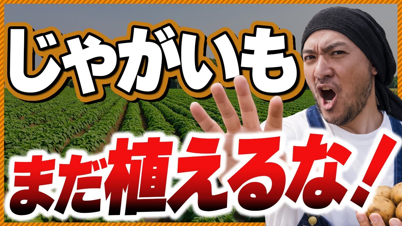 【9割が間違えてる】じゃがいもの病気対策｜植える前の3つの予防で病気ゼロ！