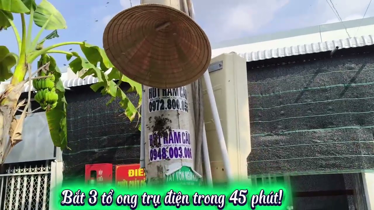 Bắt 3 tổ ong trong 45 phút!