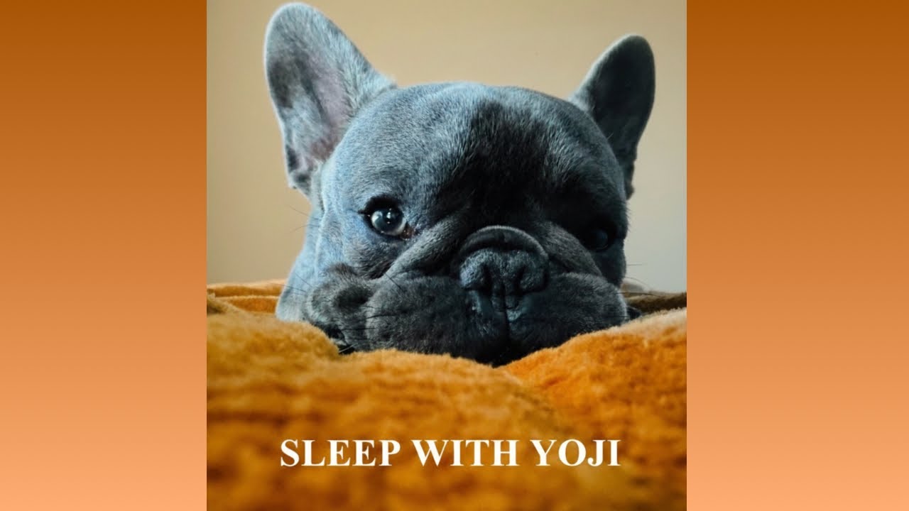 Relaxing Sleep with Frenchie 