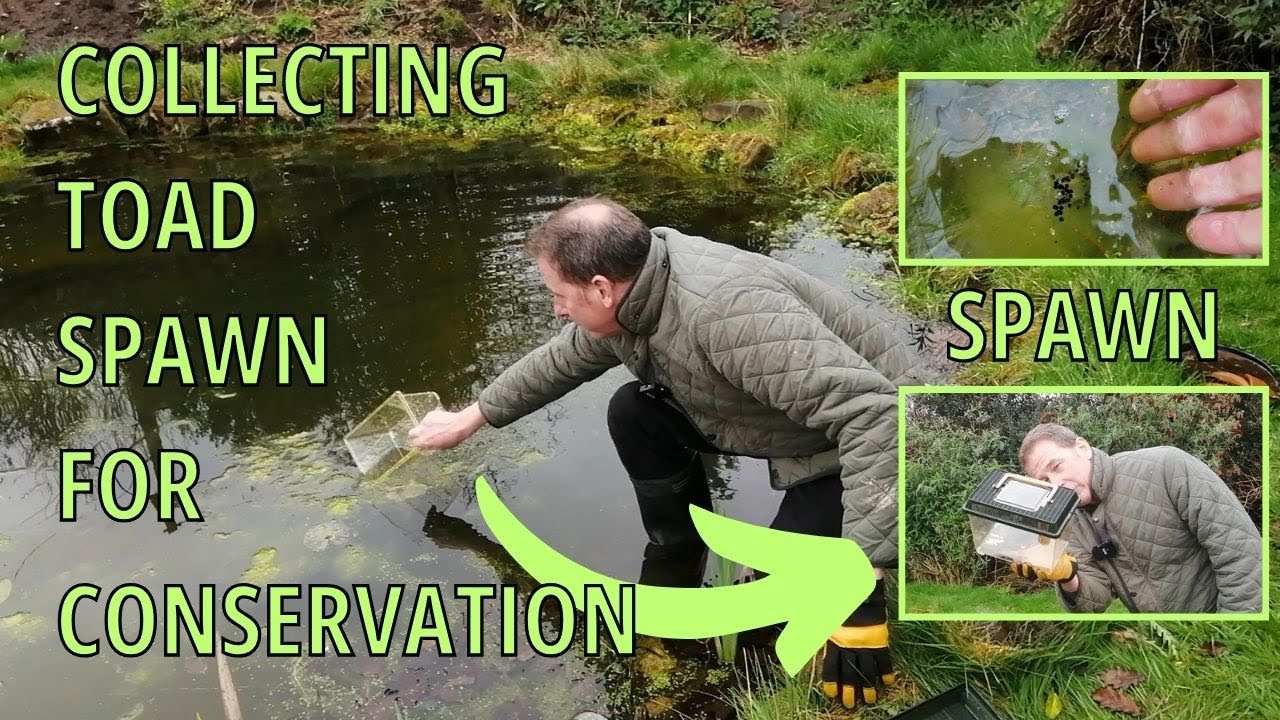Collecting TOAD SPAWN for Conservation