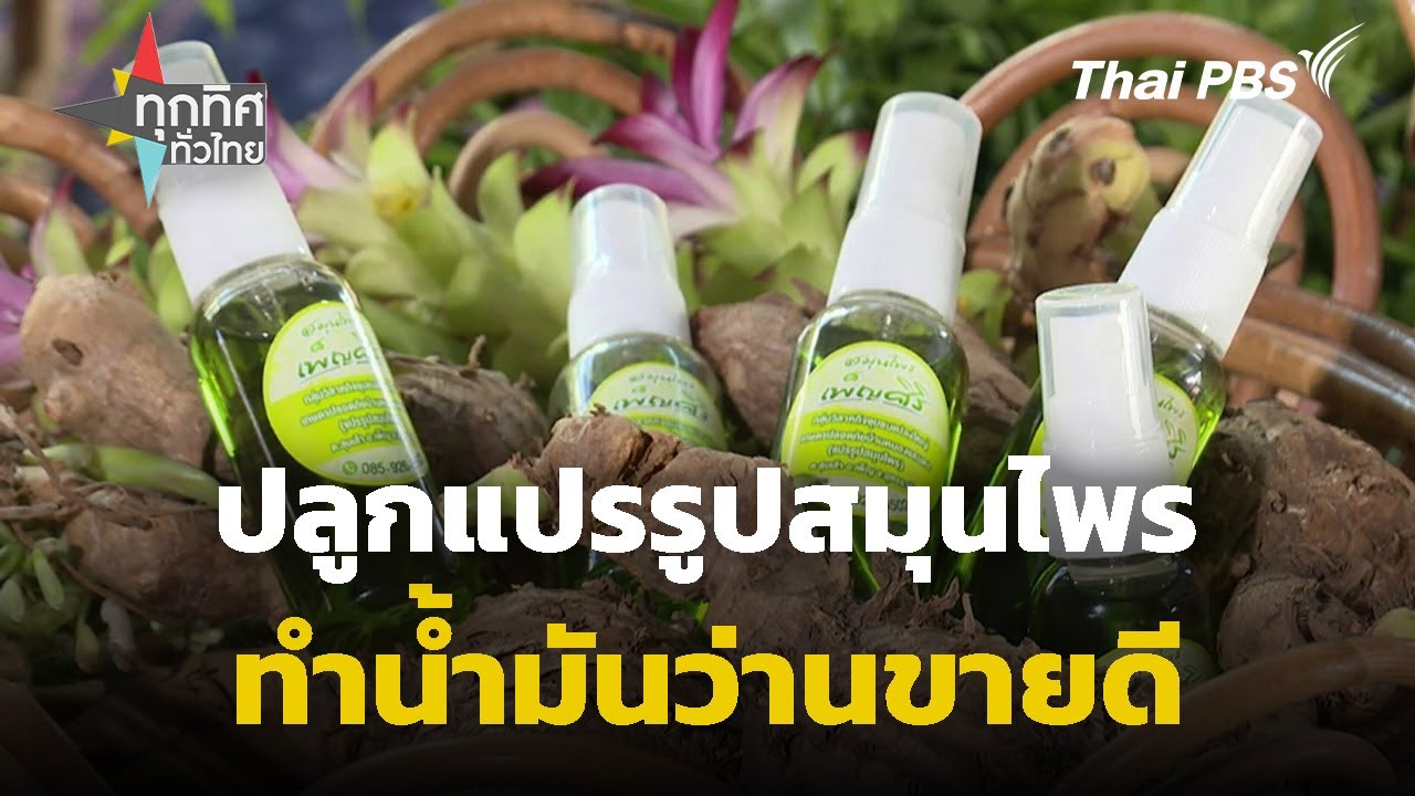 ปลูกแปรรูปสมุนไพรทำน้ำมันว่านขายดี | ทุกทิศทั่วไทย