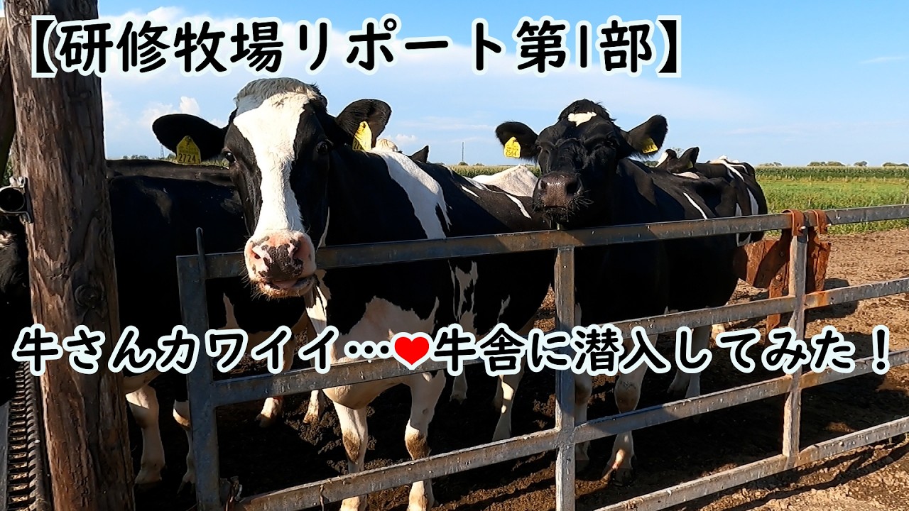 【べつかい移住ちゃんねる】【研修牧場リポート第1部】牛さんカワイイ…♡牛舎に潜入してみた！
