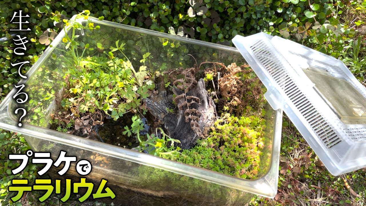 2年間、完全放置のプラケース。2匹のカエルはどうなった？