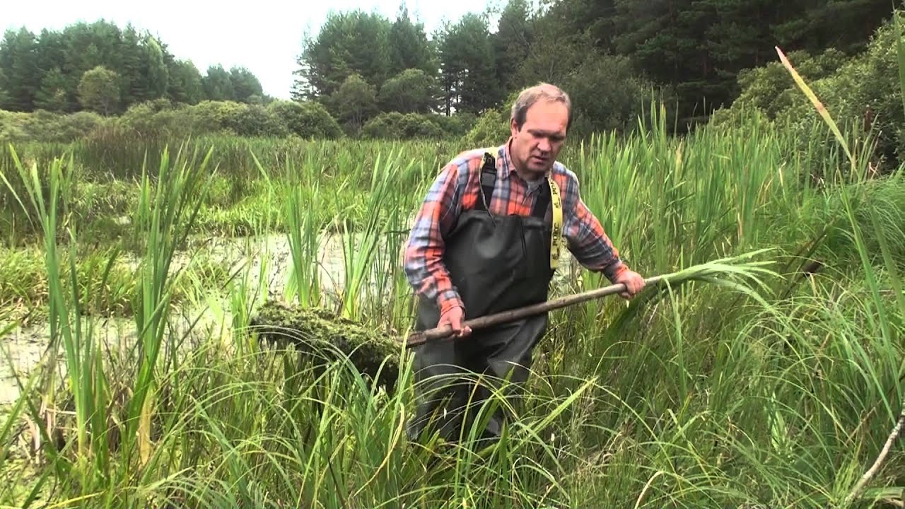 Подсадные утки  Сбор ряски и водорослей.