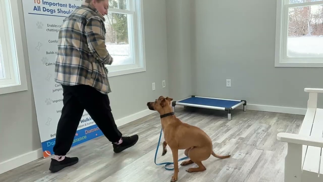 Maverick- Working on place, sit, down, come, and gentle