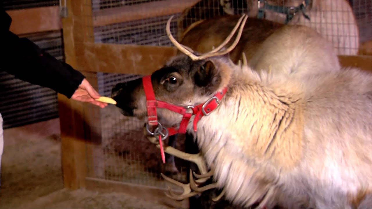 Reindeer for PNC Festival of Lights - Cincinnati Zoo