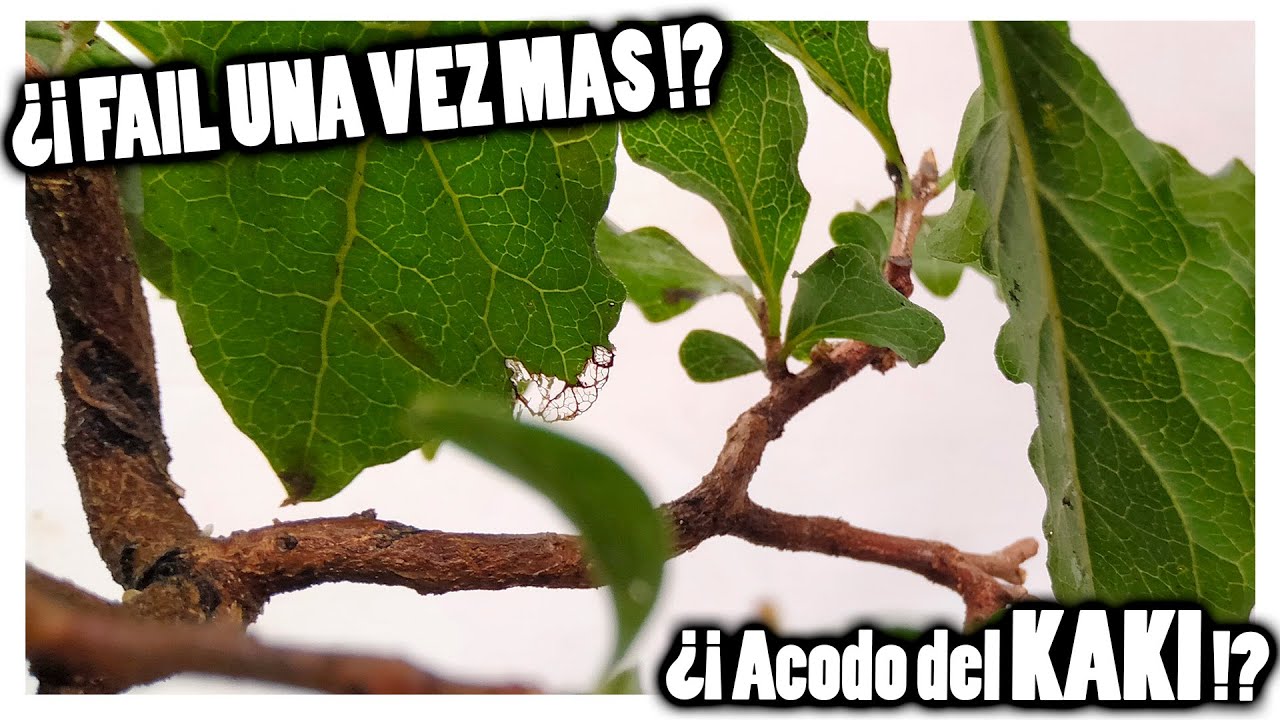 otro ACODO ¿FAIL? UNA VEZ MAS¿?