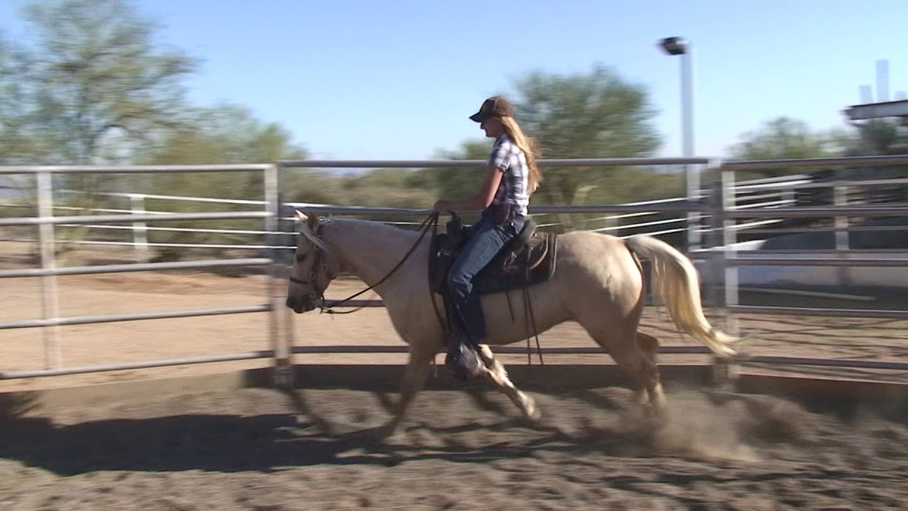 Nancy Missouri Foxtrotter Mare