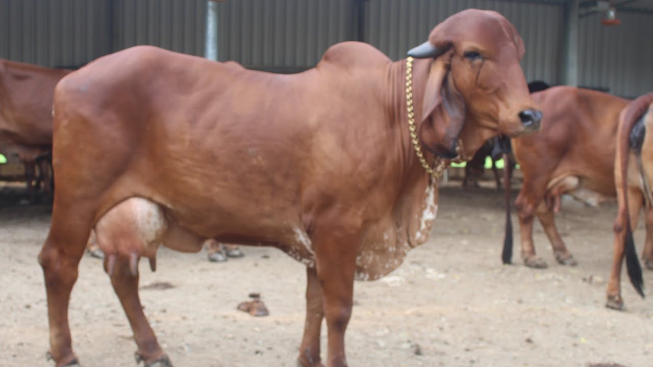 murlidhar gir gosala rokda Ashok bhai ahir