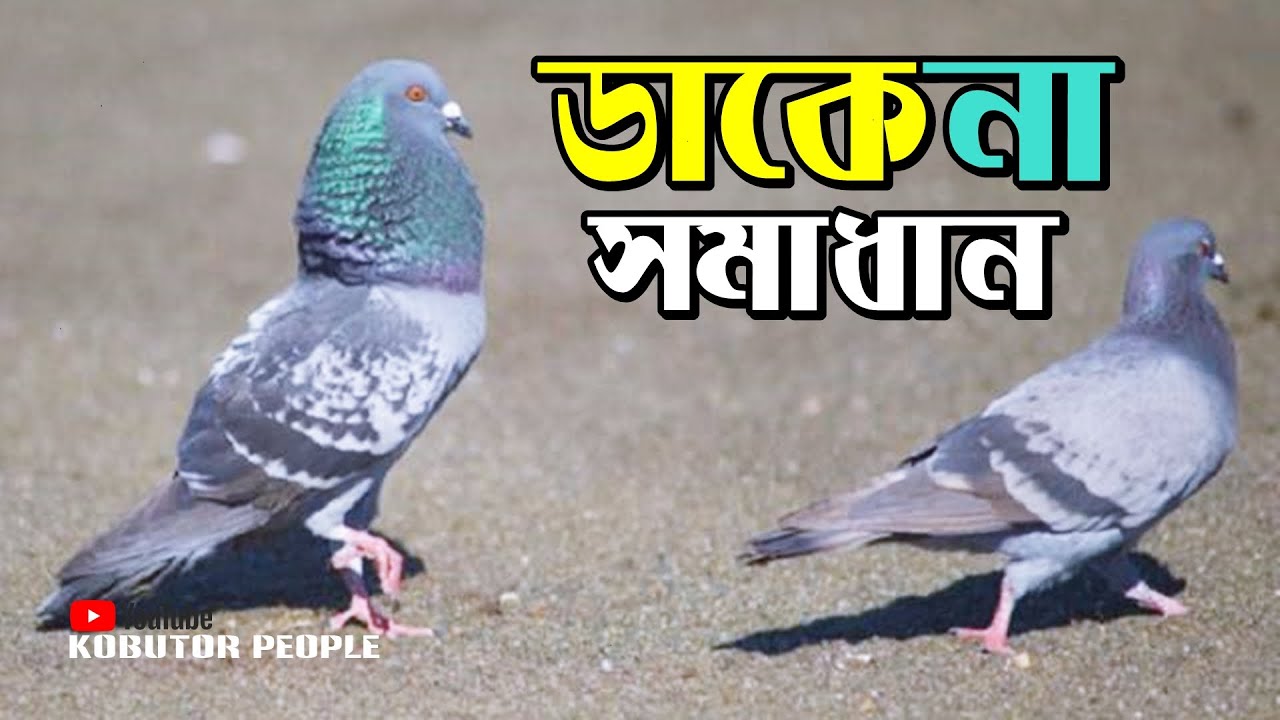 কবুতর ডাকে না বা আওয়াজ হয়না সমস্যার সমাধান | Rajon | Pigeon Bird | Kobutor Palon Bangladesh