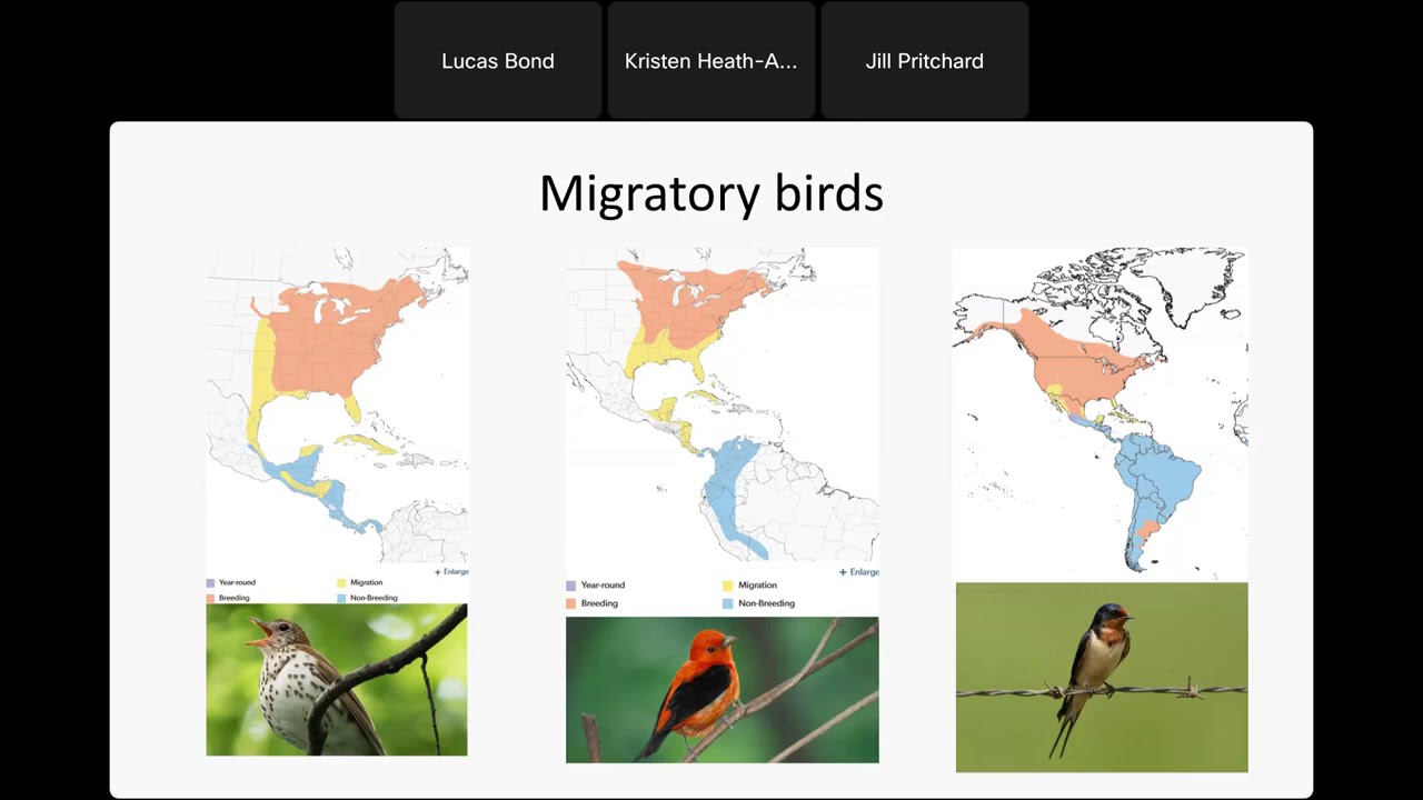MO Birding Challenge - Annual Cycle of Birds