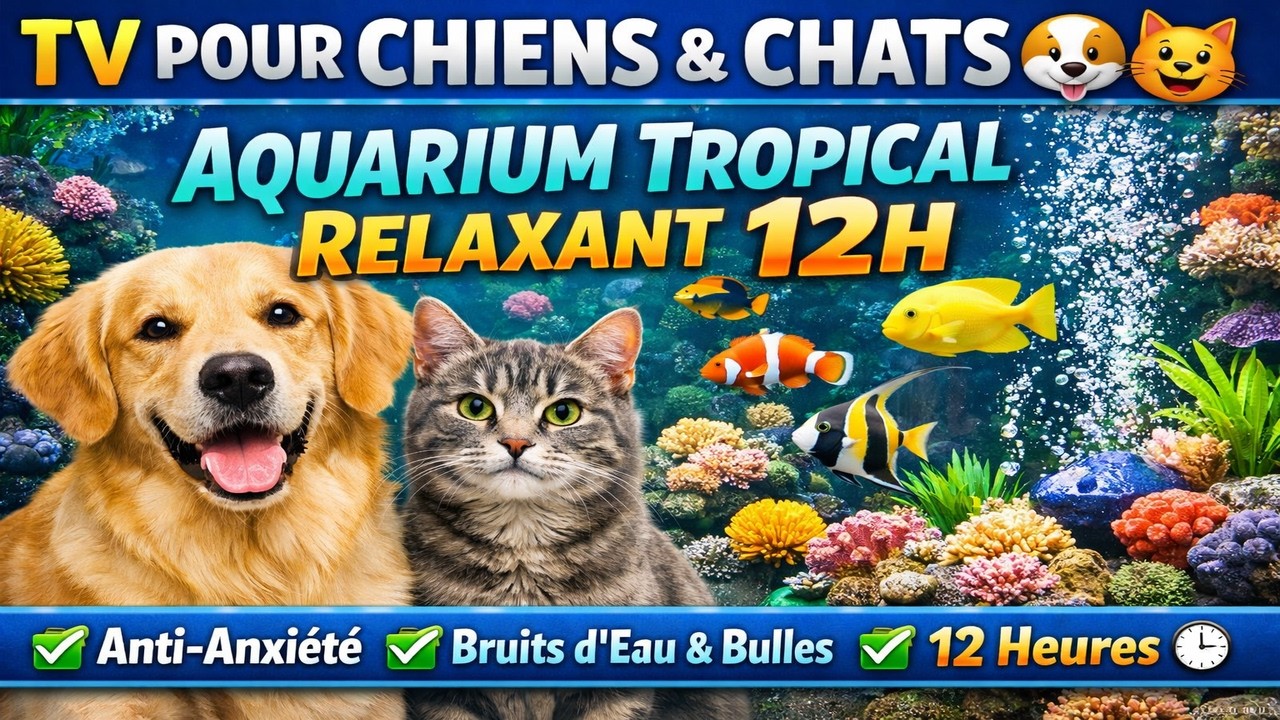 TV pour Chiens & Chats 🐶🐱 | Aquarium Tropical Relaxant 12h 🐠 Anti-Anxiété, Bruits d’Eau & Bulles