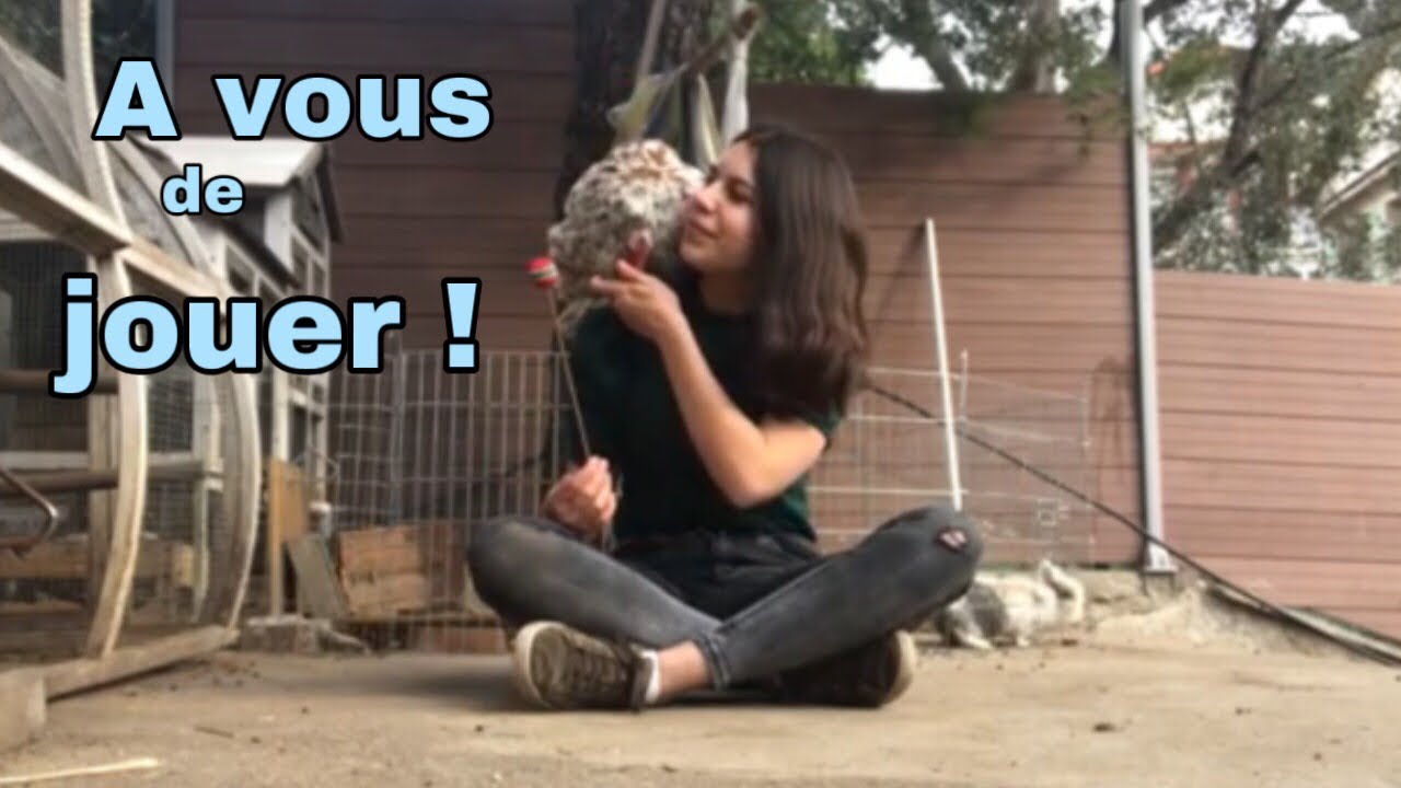 Comment j'ai appris des tours a mes poules / A vous de jouer !!