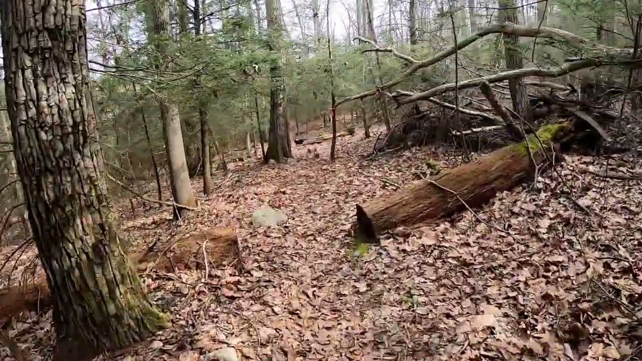 Little Known Hike-Southern Michaux State Forest, PA