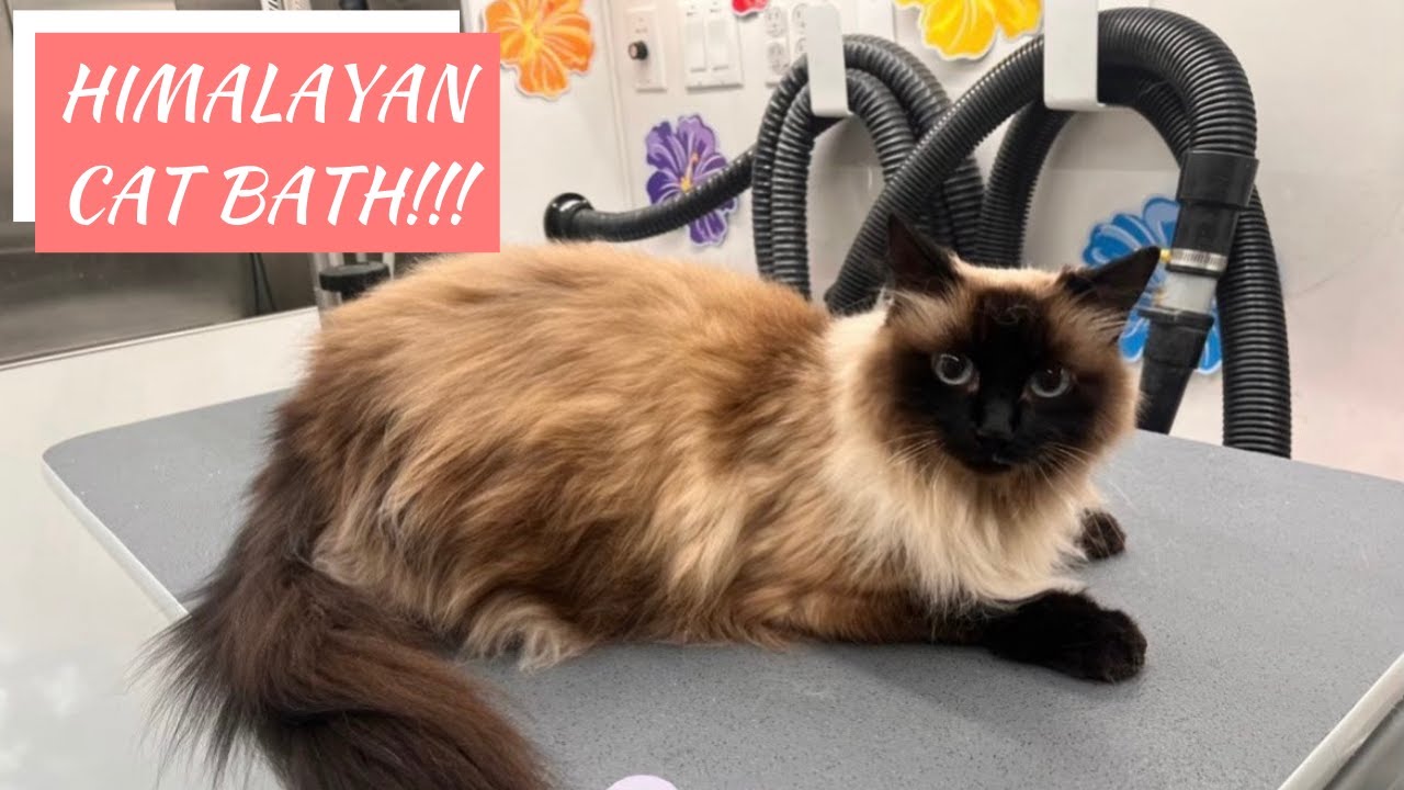 Himalayan Cat Bath Time! Princess Gets Pampered 🛁🐱💨