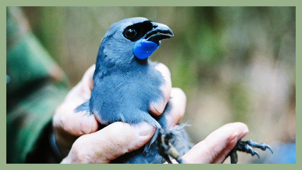 The Call of the Kōkako | Ngāti Tama Saves Native Bird Species | Tiaki Te Mauri O Parininihi Trust
