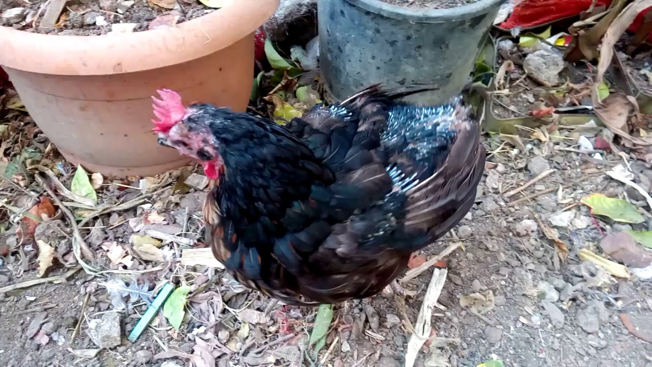 Tavuğun tüyleri yeniden çıkar mı?