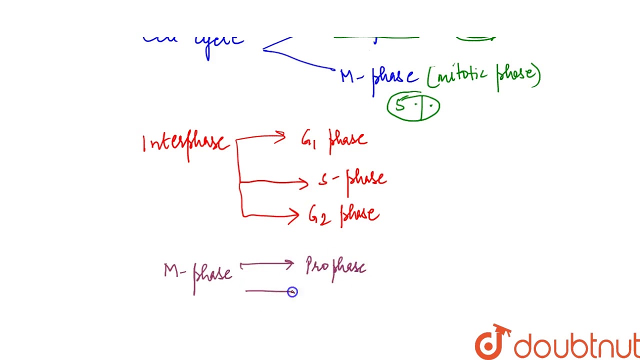 Which of the phases of cell cycle is of longest duration ?