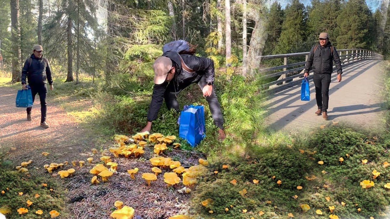 KABUTE!! HETO NAGSUSULPUTAN NA NAMAN! MATATABA NA CHANTERELLES. Foraging Mushrooms. Pick, Cook & Eat