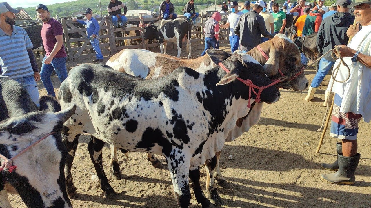 Feira de gado de Capoeiras-PE 20/03/26