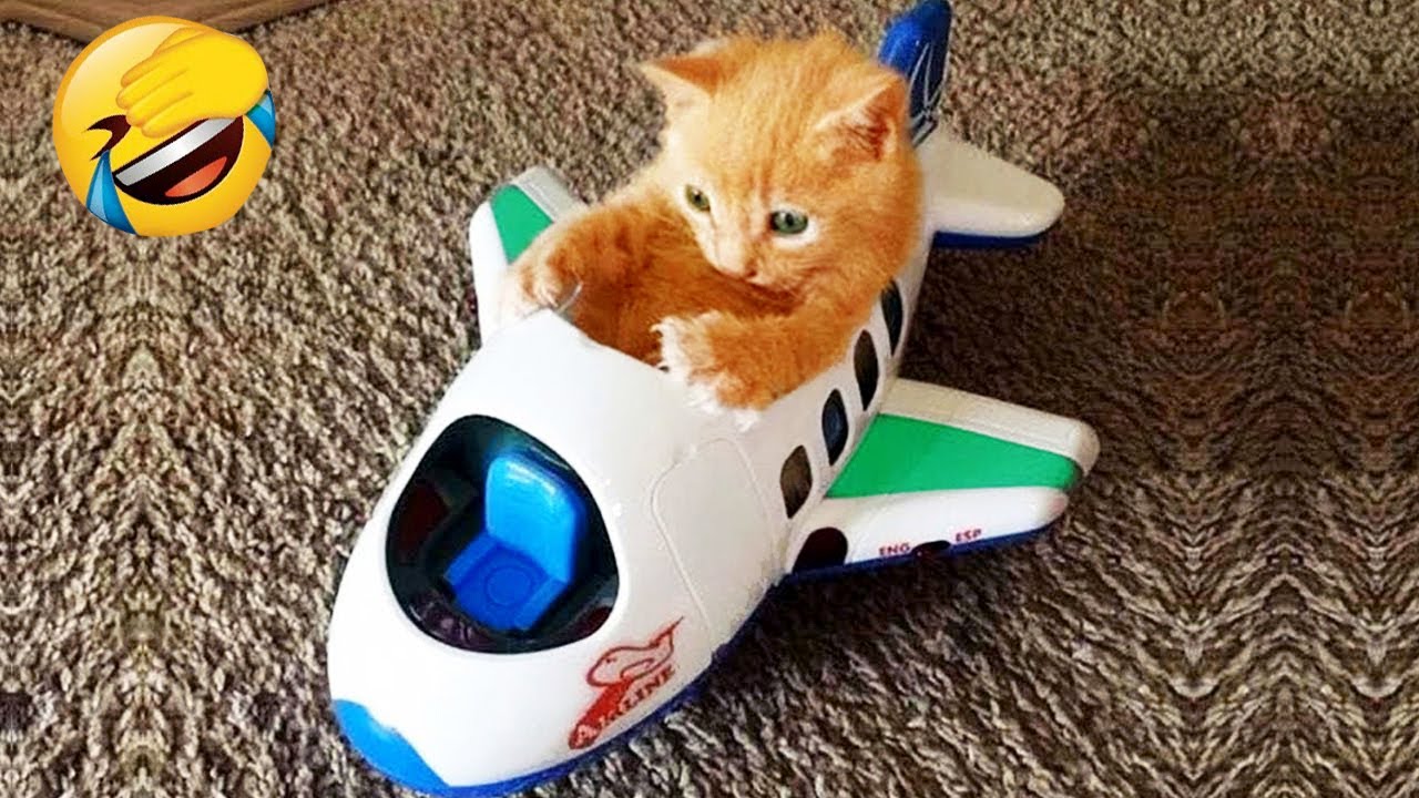 Ты смеёшься — ты проиграл 🤣😂 Самые смешные кошки и собаки 2025 😹🐶