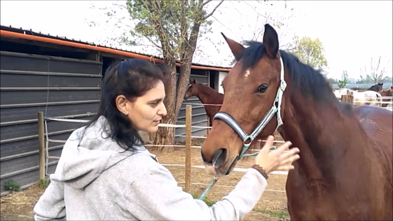Amico Cavallo - Cavallo&Paure