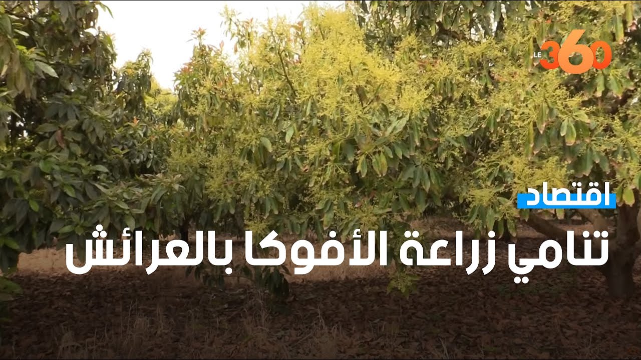 انتشار غرس أشجار الأفوكا بالعرائش