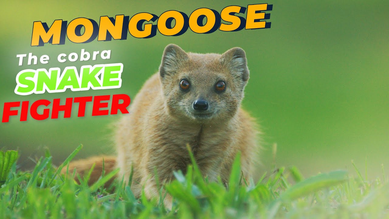 The Secret Life of Mongoose: Mongoose  eat BIG snakes and COBRA || Unveiling Their Mysterious Habits