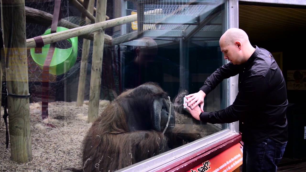Rajang the Orangutan tries his hand at a magic trick!