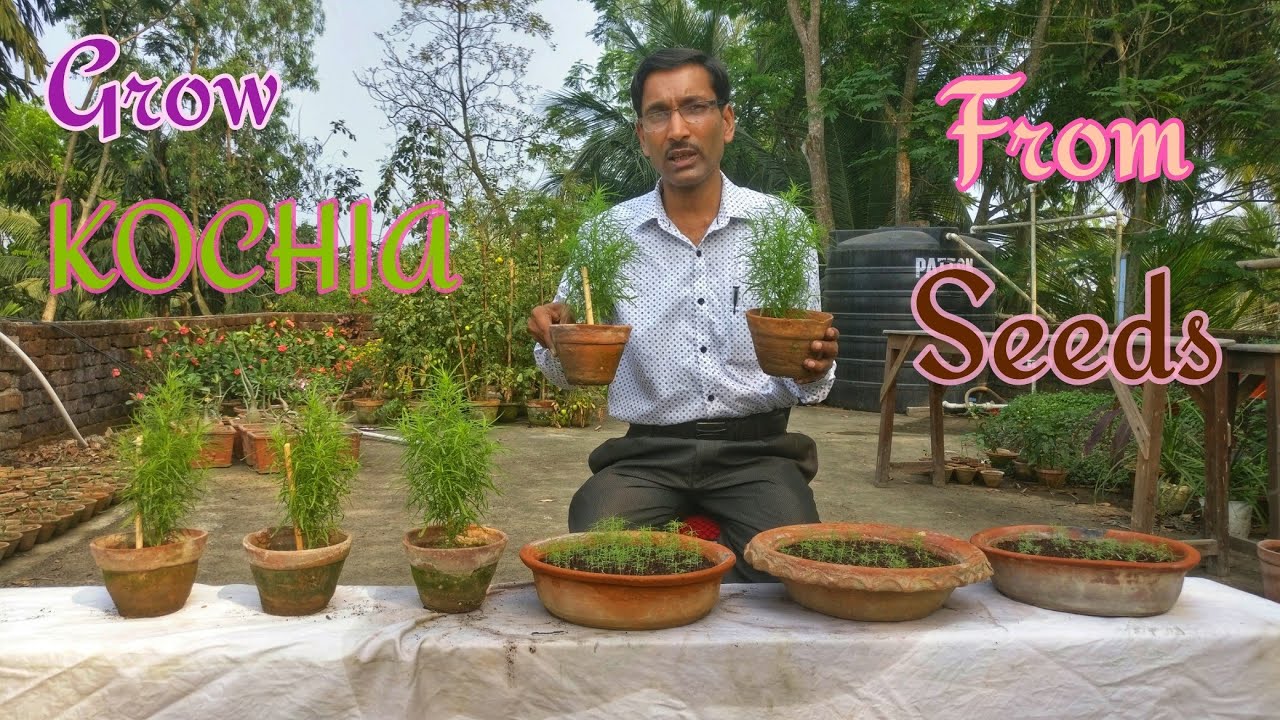 GROW KOCHIA THIS SUMMER // How to grow KOCHIA from Seeds.