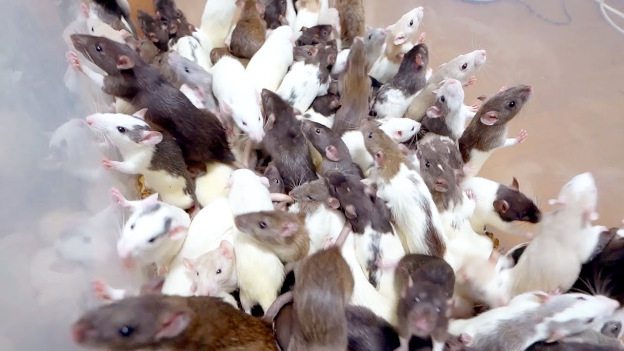大量のネズミたちを蛇に食べさせていく