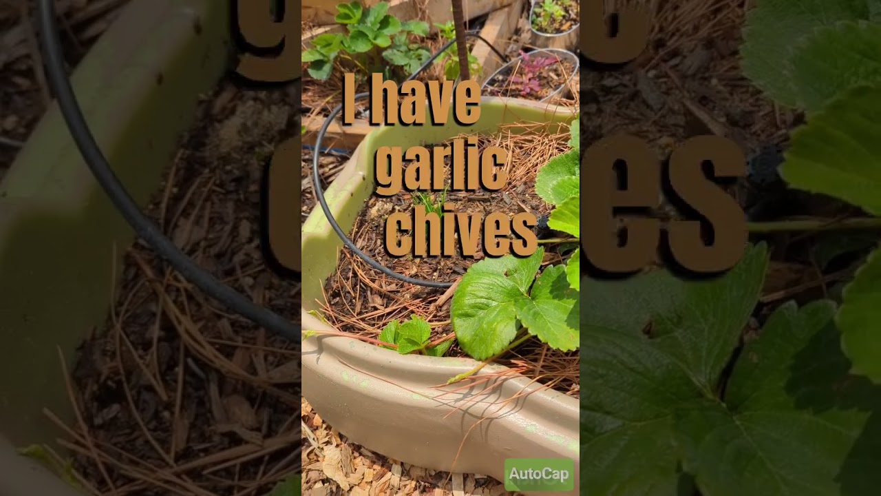 companion planting- strawberries and garlic chives 