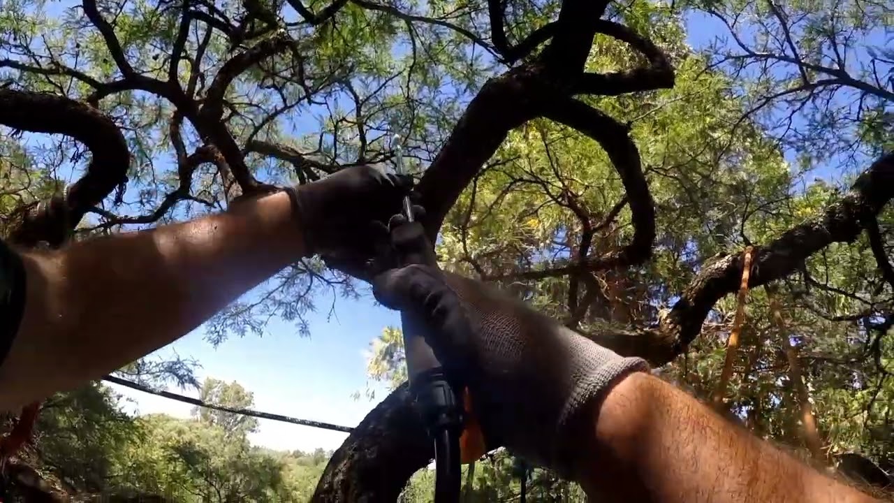 Tratamiento de control, contra clavel del aire ❤️🌳