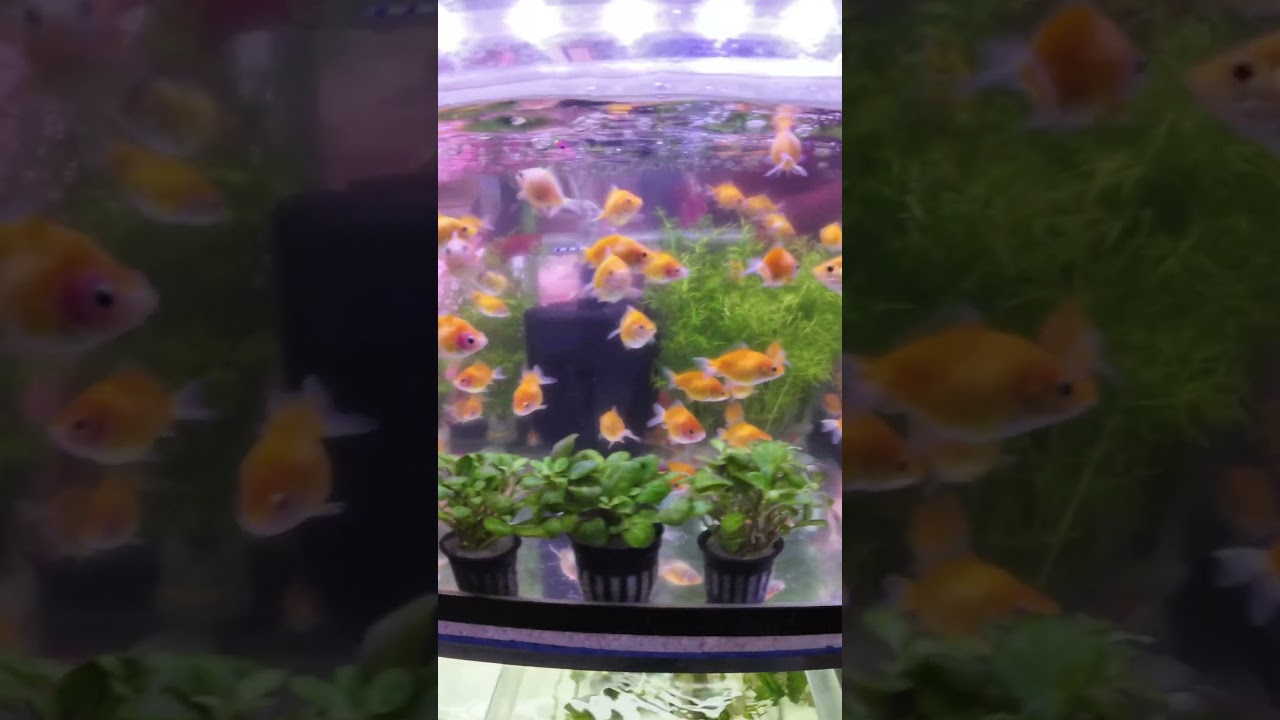 3693 Petshop in Cartimar #pet #cartimar #fish #glowfish #tetra #aquatic  #aquarium #fishtank #pets