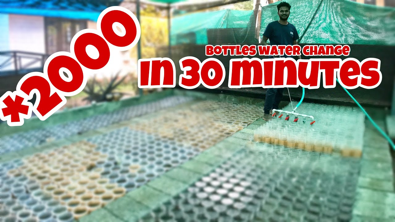 തായ്ലാന്റ്‌ മാതൃകയിൽ ബെറ്റ ഫാർമിംഗ് | betta farming water change,Thailand set up|myfarmingse5