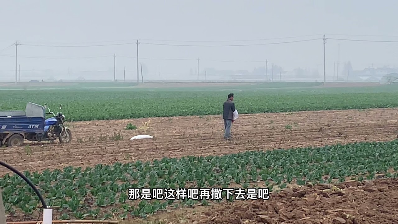 枝江这个村，靠种大白萝卜，员工两万人的大国企都得来服务