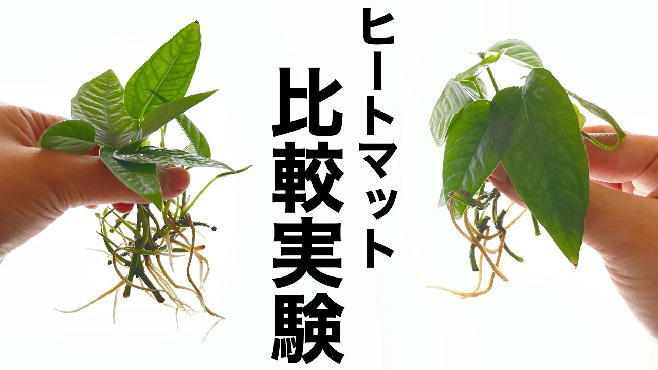 水挿しのヒートマット比較実験