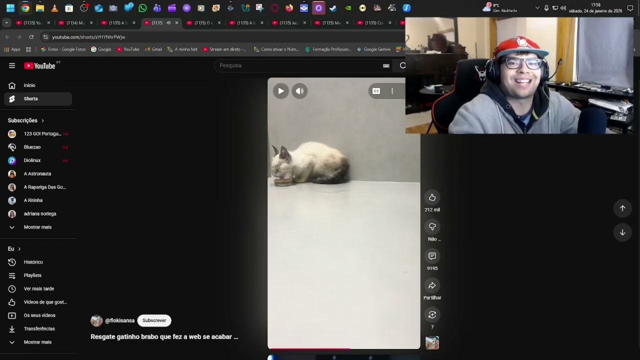 Melhor compilado de gatos.
