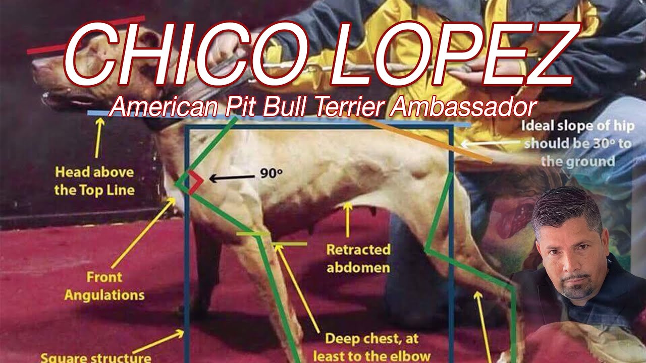CHICO LOPEZ: AMERICAN PITBULL TERRIER AMBASSADOR