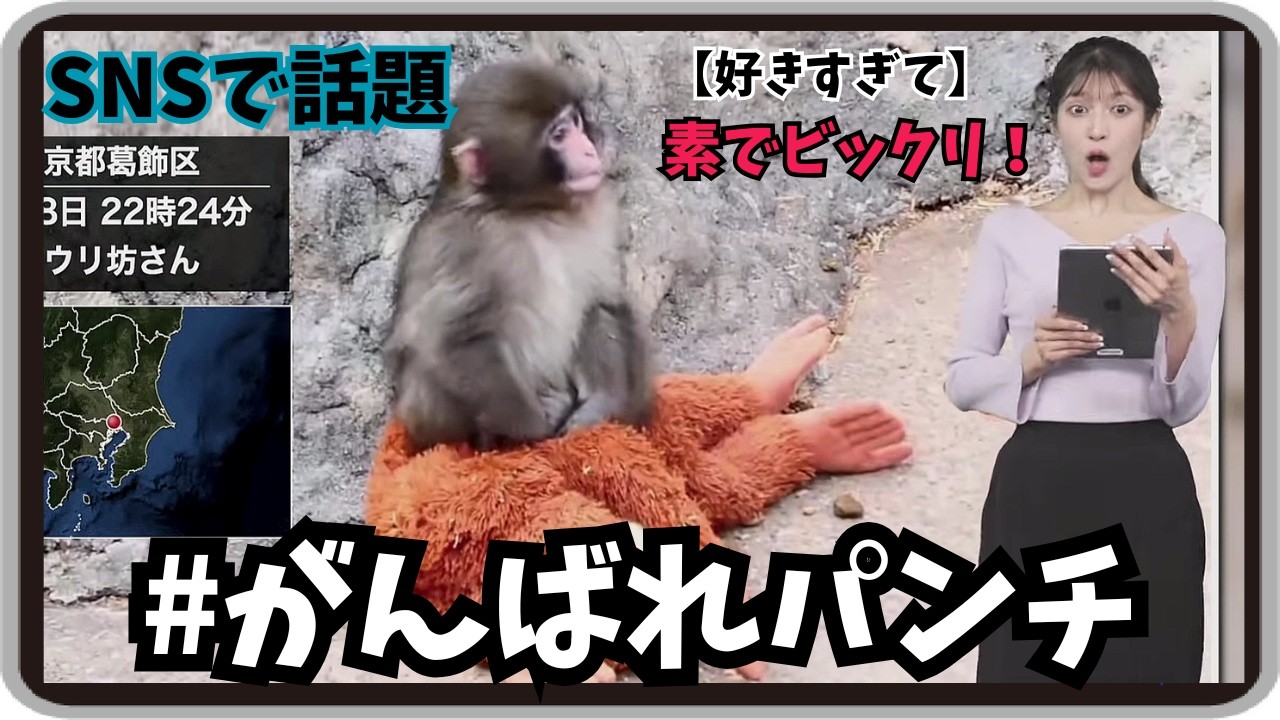 【岡本結子リサ】『#がんばれパンチ』「姫も素でビックリ！ネットニュースにも取り上げられSNSでも話題の子猿と画面越しの共演」【ウェザーニュース】20260223