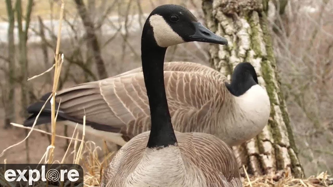 Decorah Goose | Highlights