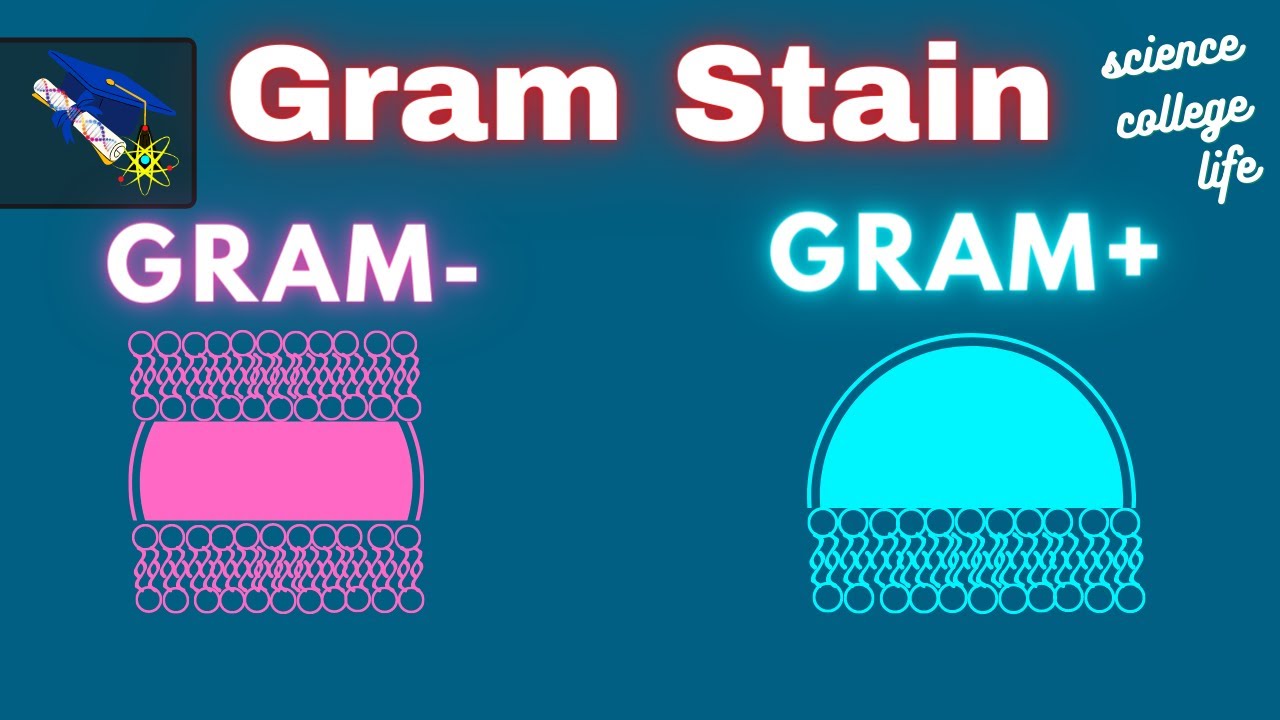 Gram Stain Technique | Procedure Steps Results | Microbiology Lab