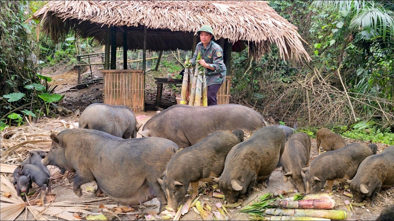 Phuong Vy's father found a lot of bamboo shoots and brought them back to feed the pigs on the farm.